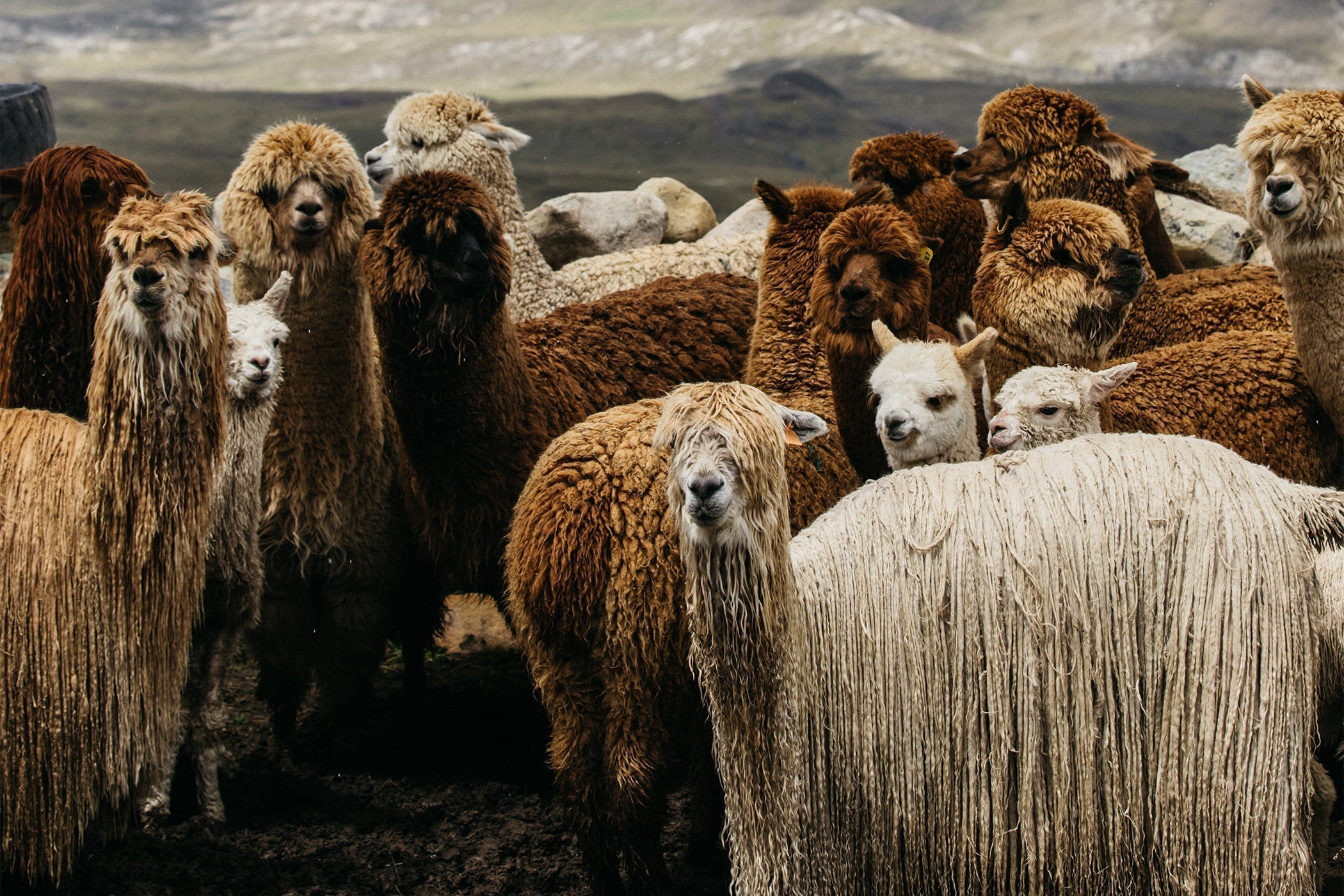 brrry カシミア100％アンサンブルSM 訳あり Suri Alpaca – The Inoue Brothers