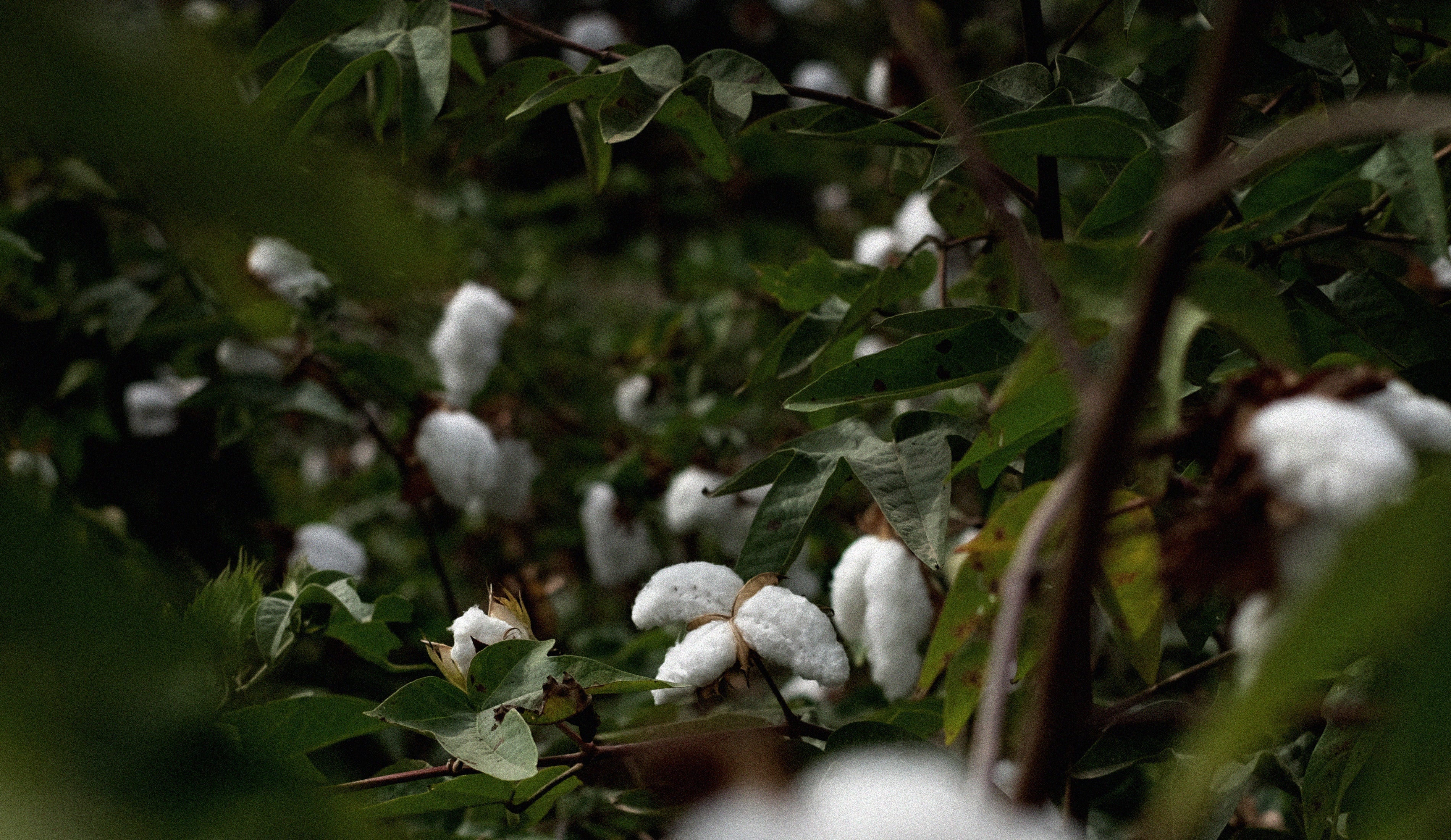 NATURAL COTTON