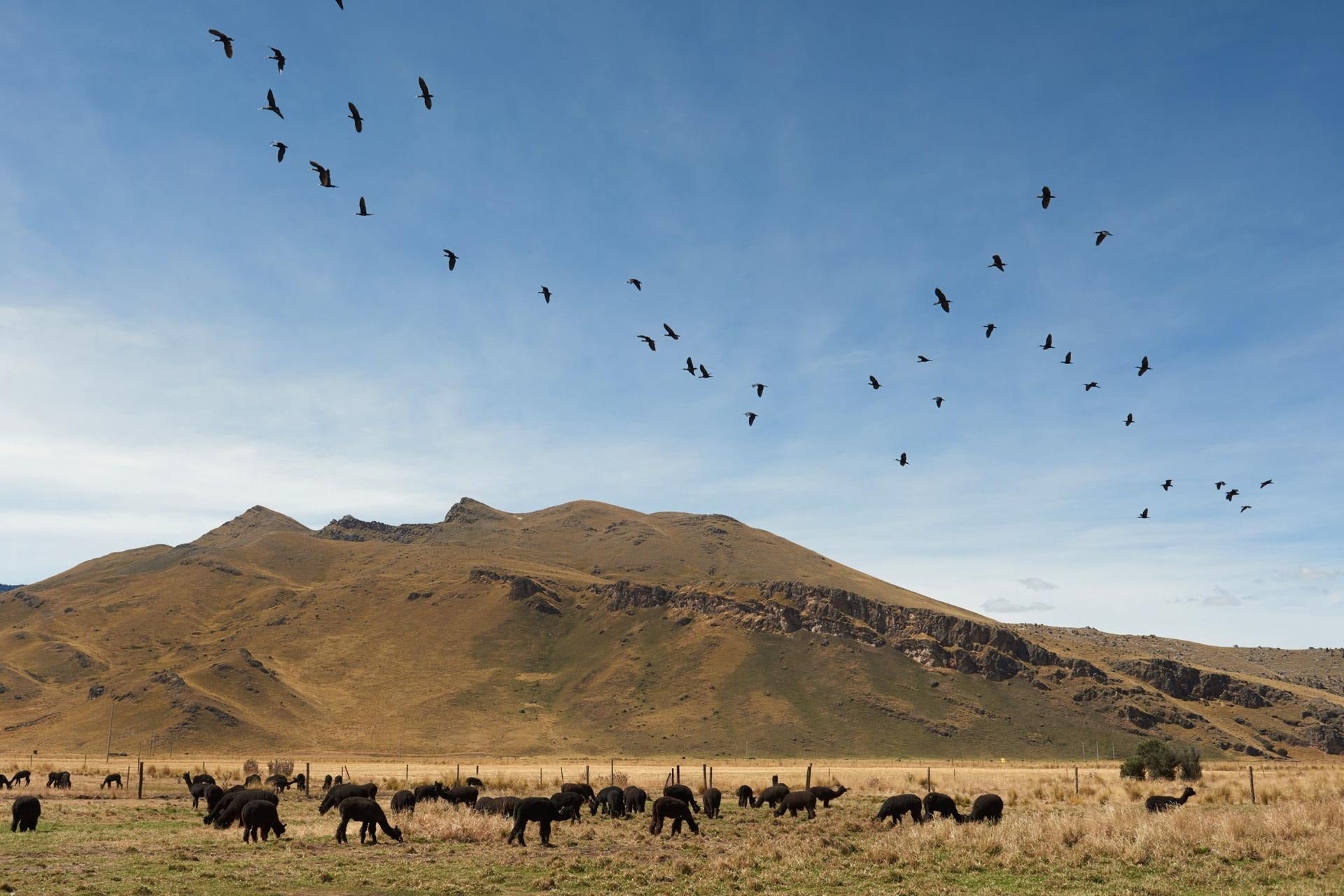 Black Alpaca – Positive Luxury