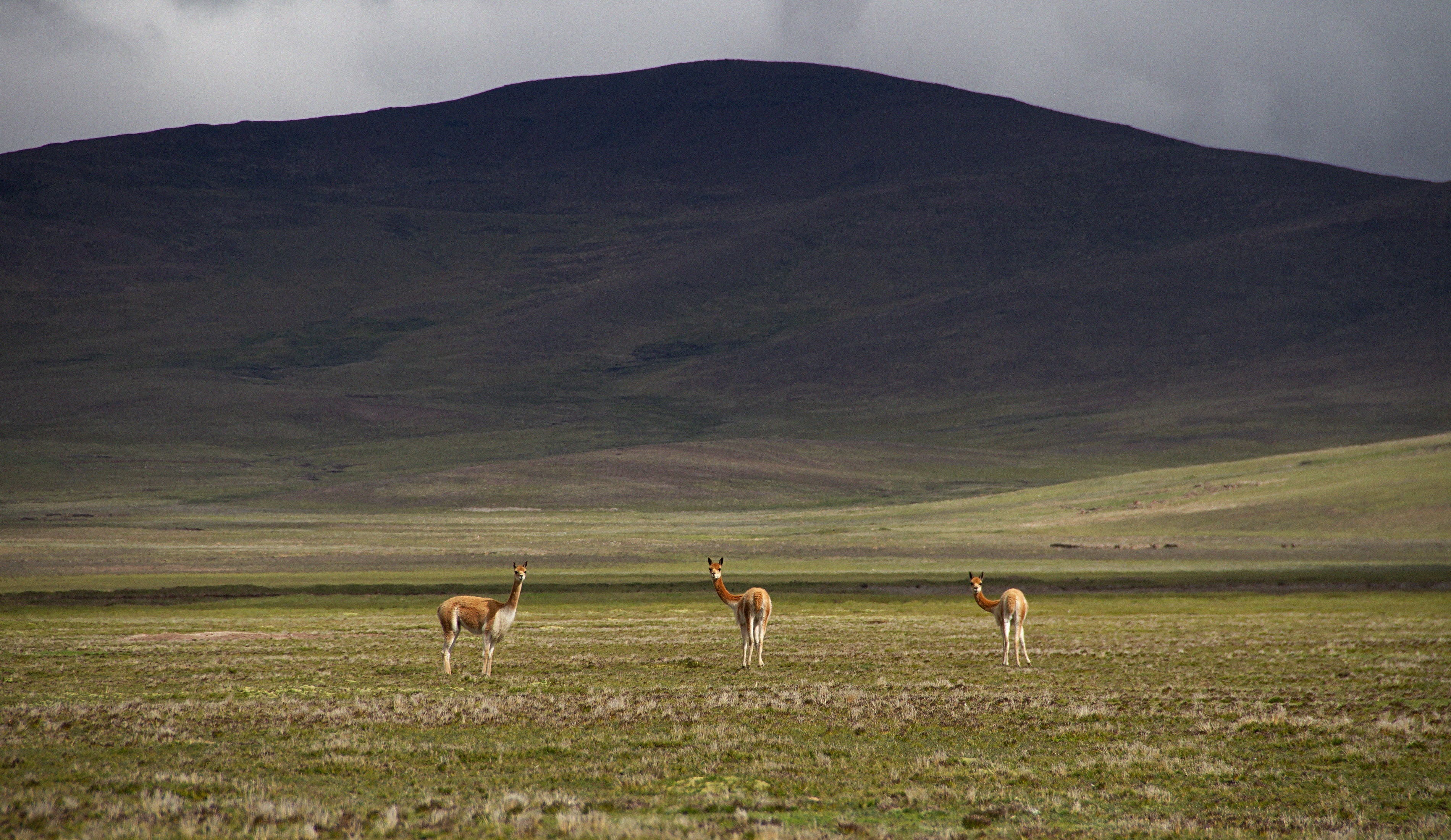 VICUNA