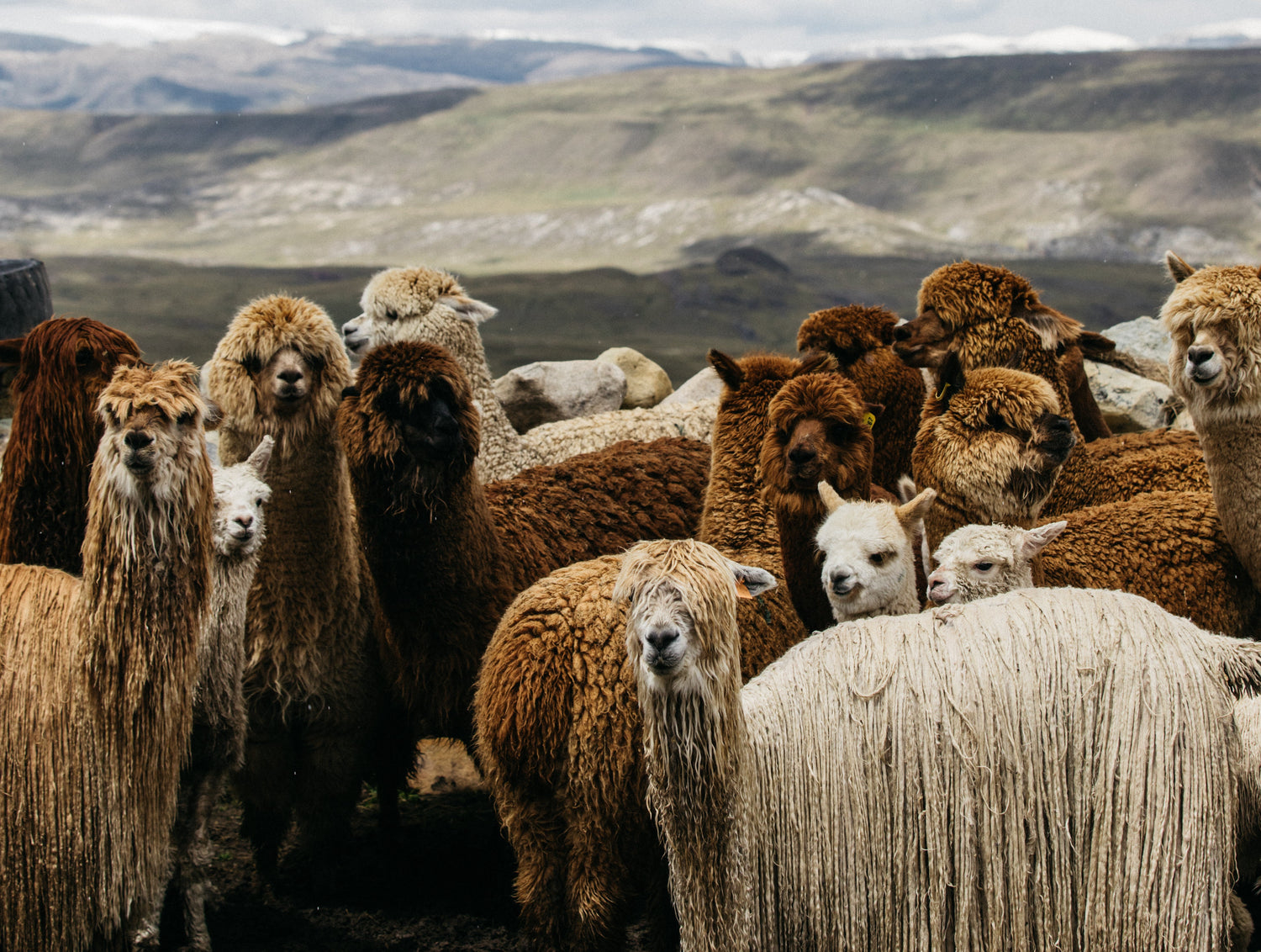 Alpaca Products