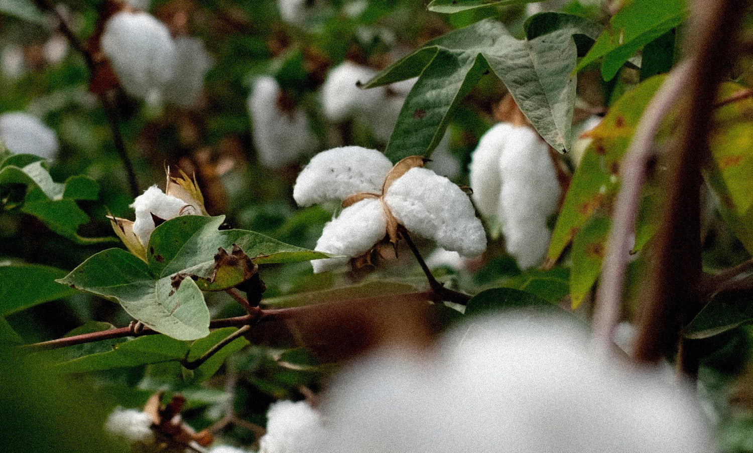 Natural Cotton Products