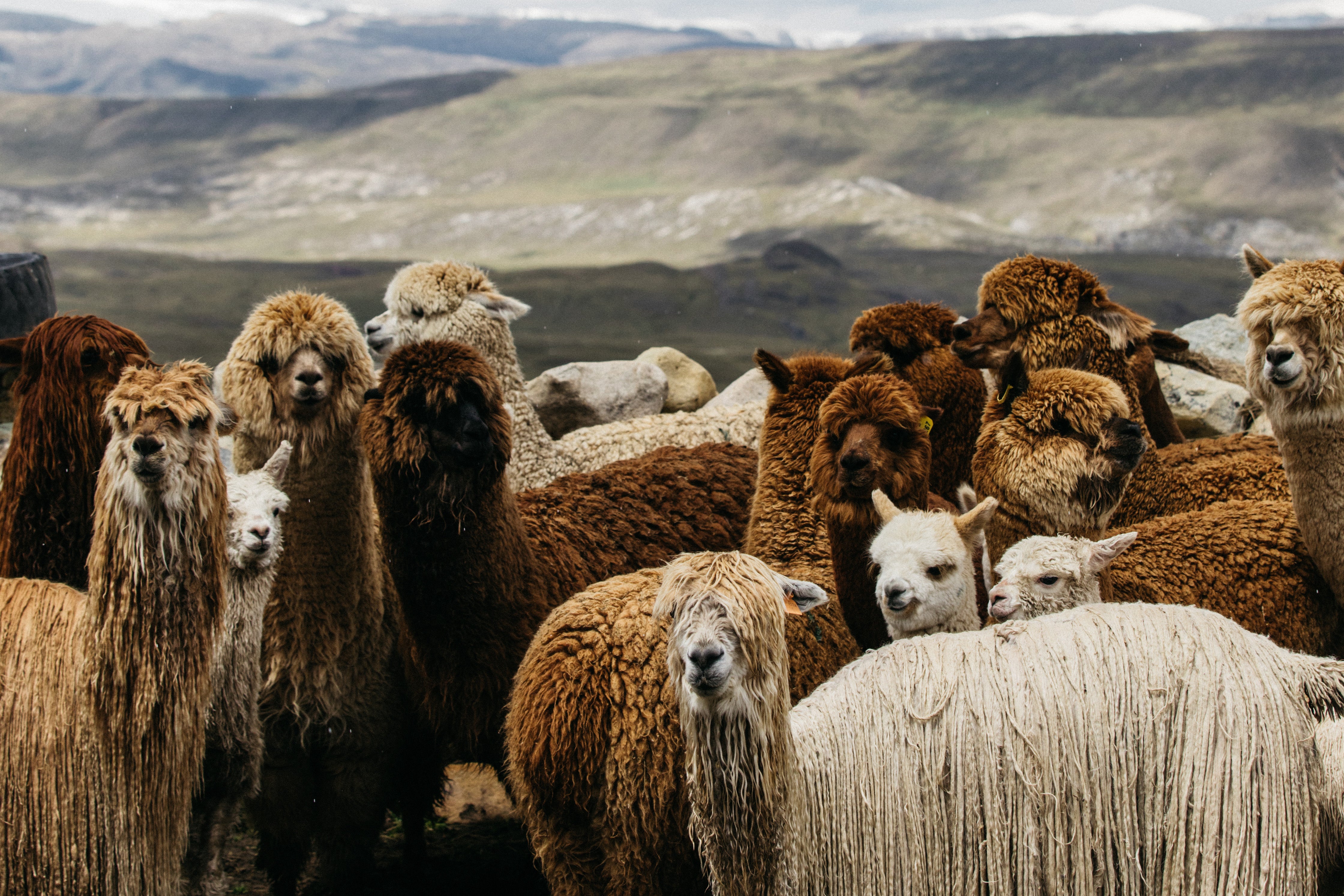 A herd of alpacas and llamas.