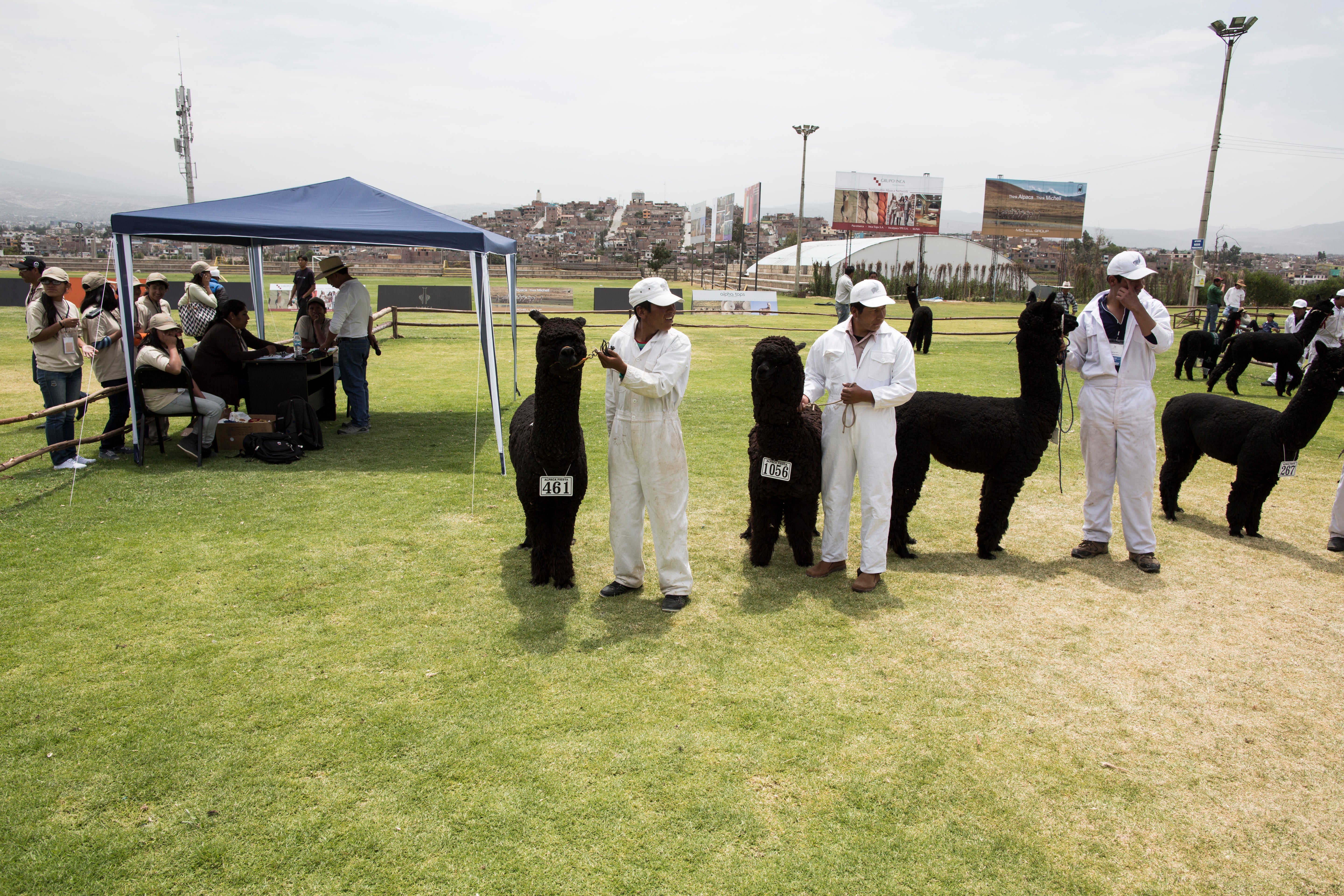Herders presenting their top black alpaca's for judging.