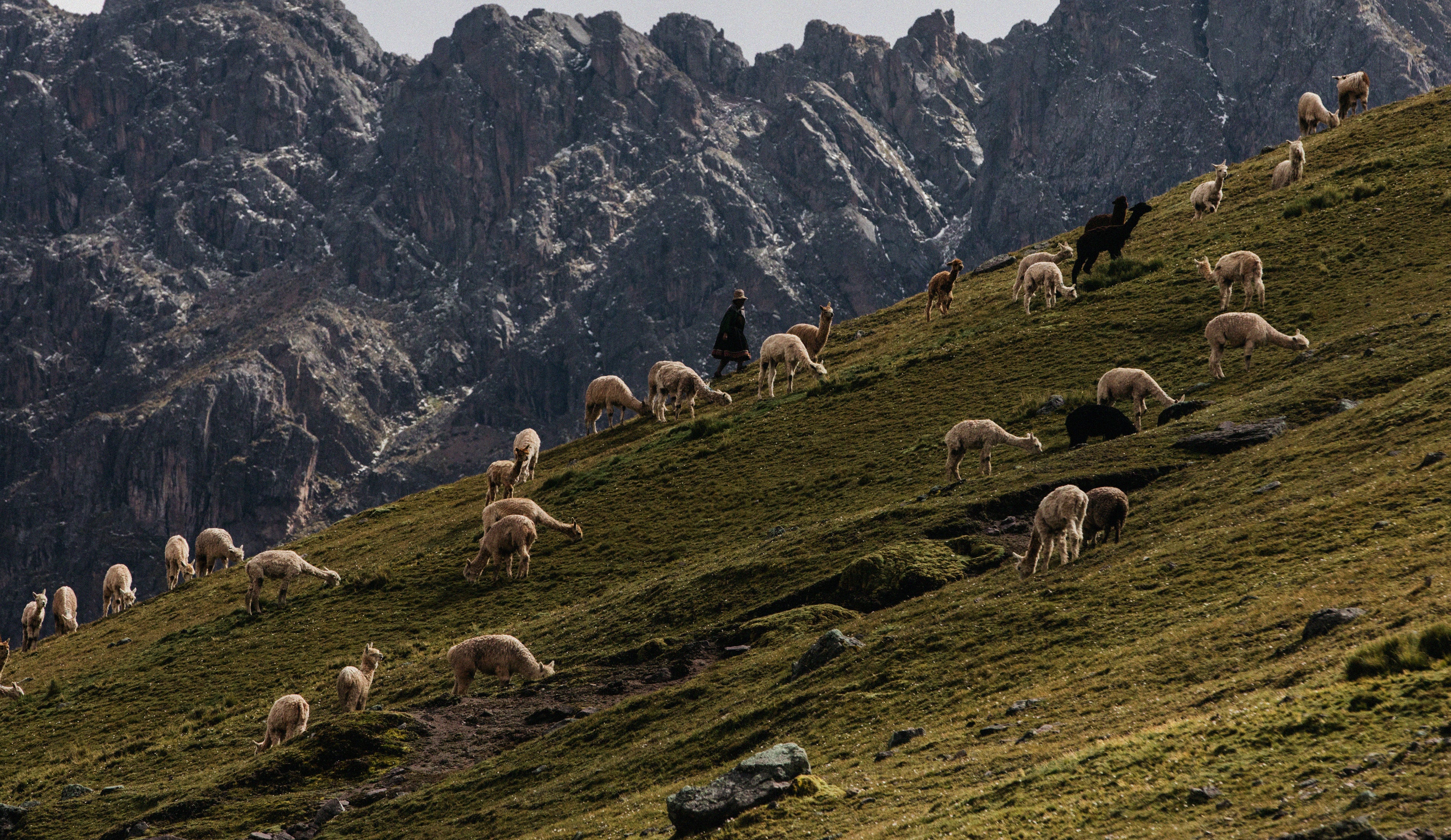 ALPACA – The Inoue Brothers