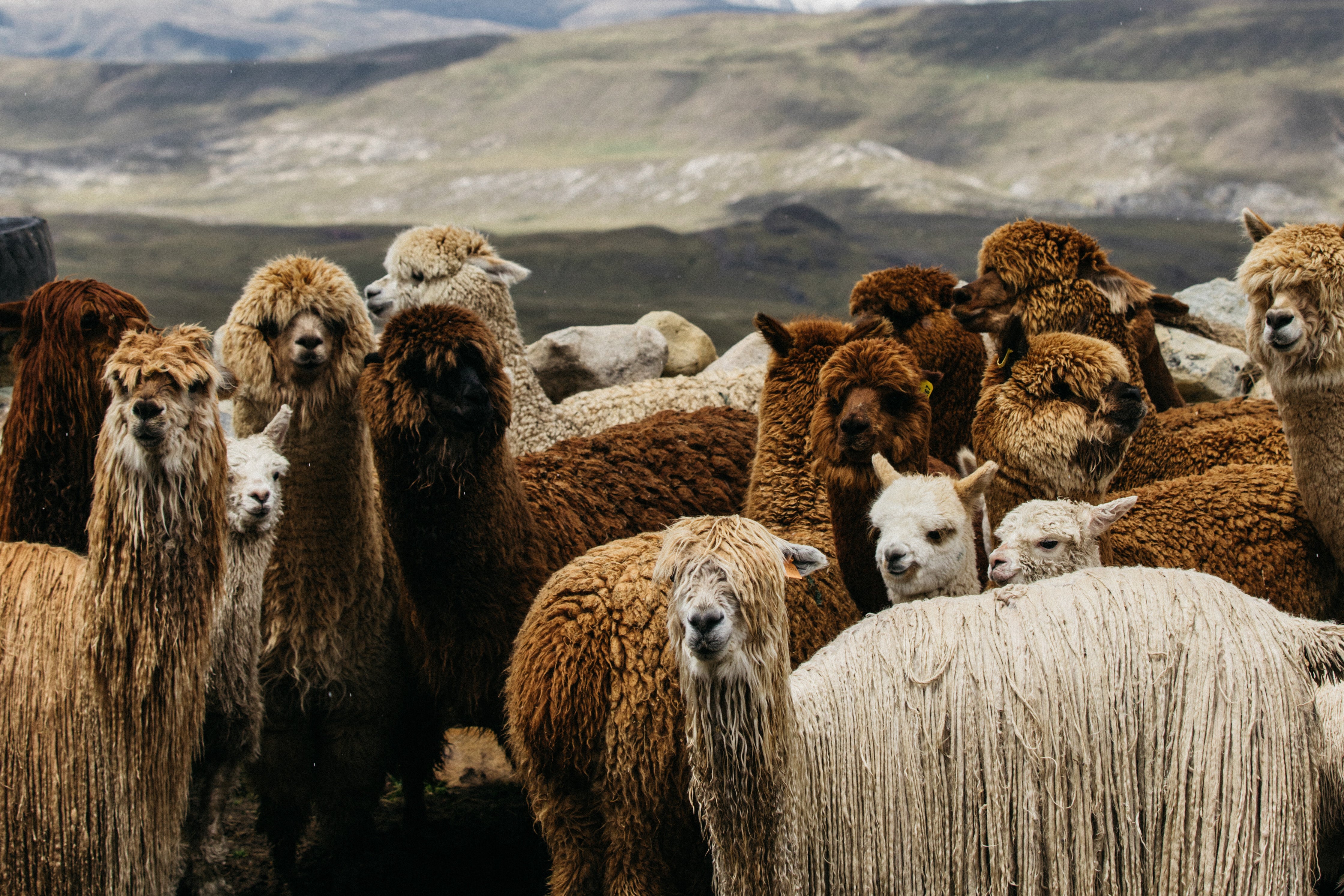 Suri Alpaca – The Inoue Brothers
