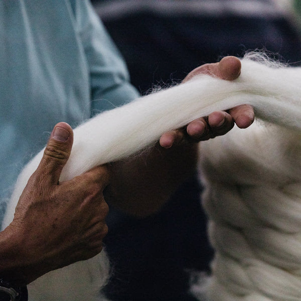 Suri Alpaca – The Inoue Brothers