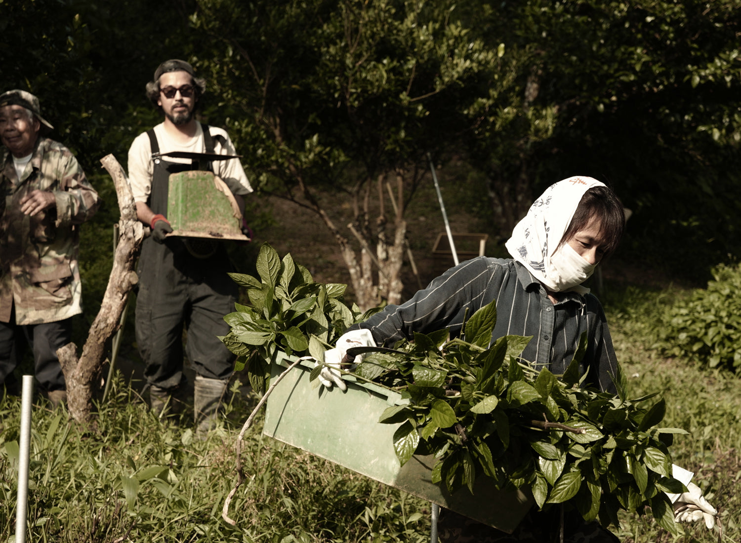 Local farmers working in the indigo fields.