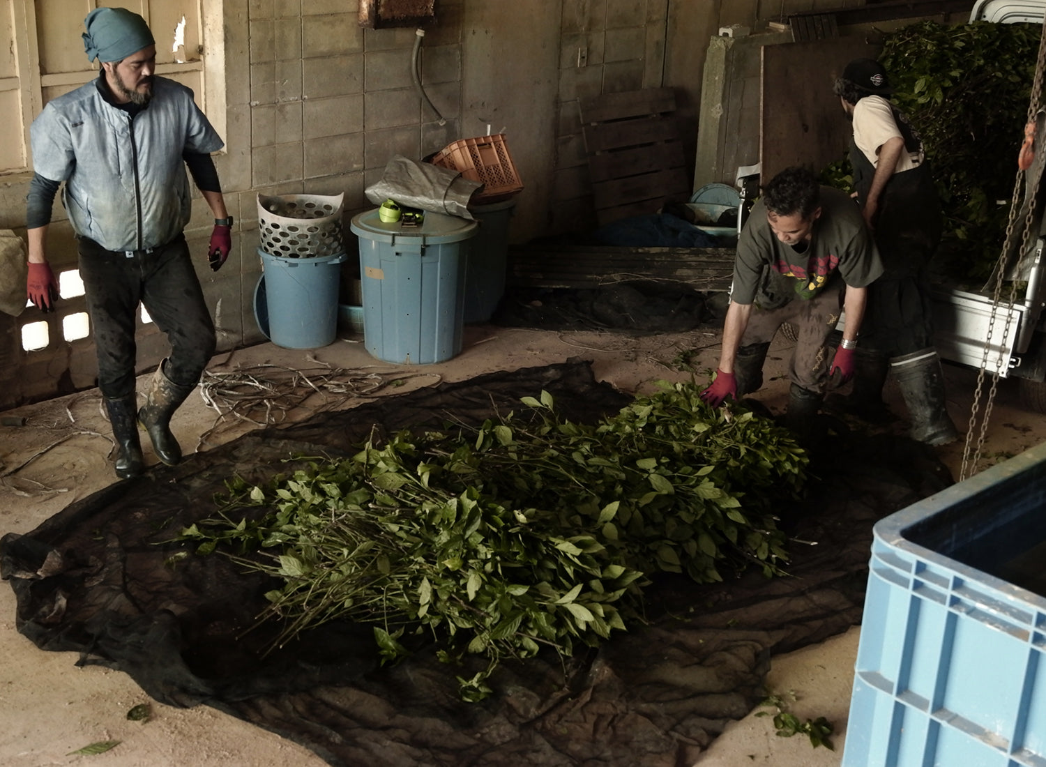 Preparing the plants for fermentation process.